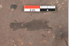 Foto (Detailansicht) von Typha latissima Braun (NHMW-GEO-2024-0188-0434)